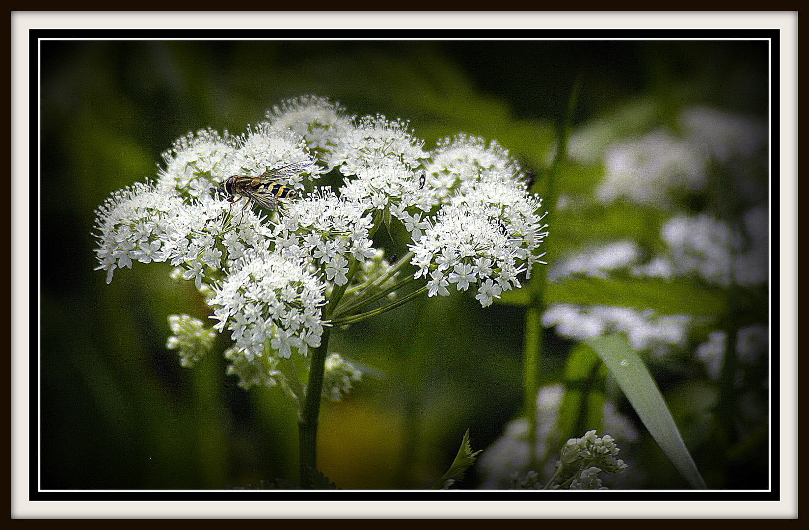 Schneeblume im Montafon