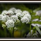 Schneeblume im Montafon