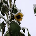 Schneeblume oder Sonnenblume ?