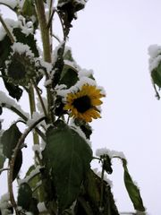 Schneeblume oder Sonnenblume ?