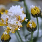 Schneeblumen (2)