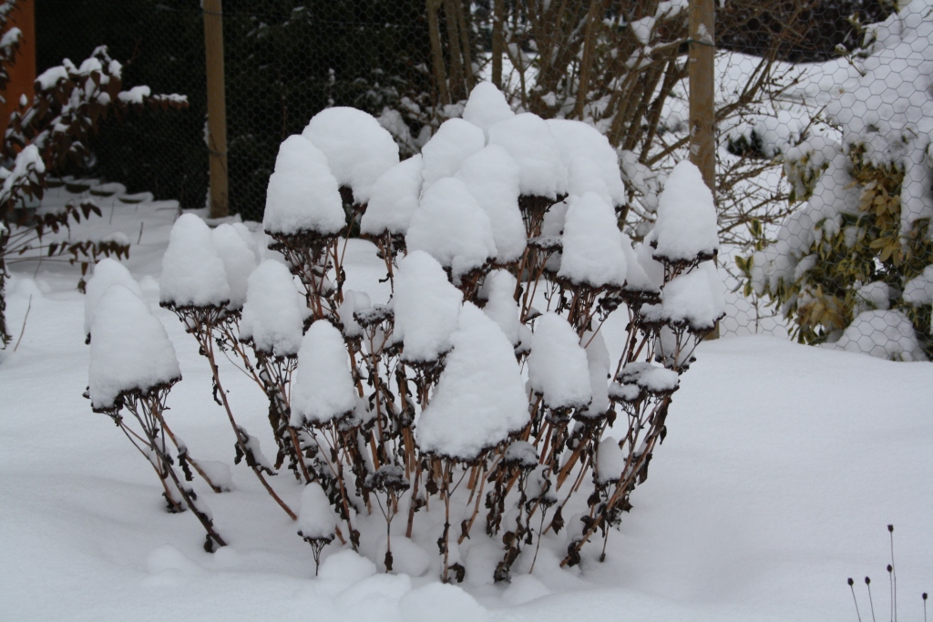 Schneeblumen