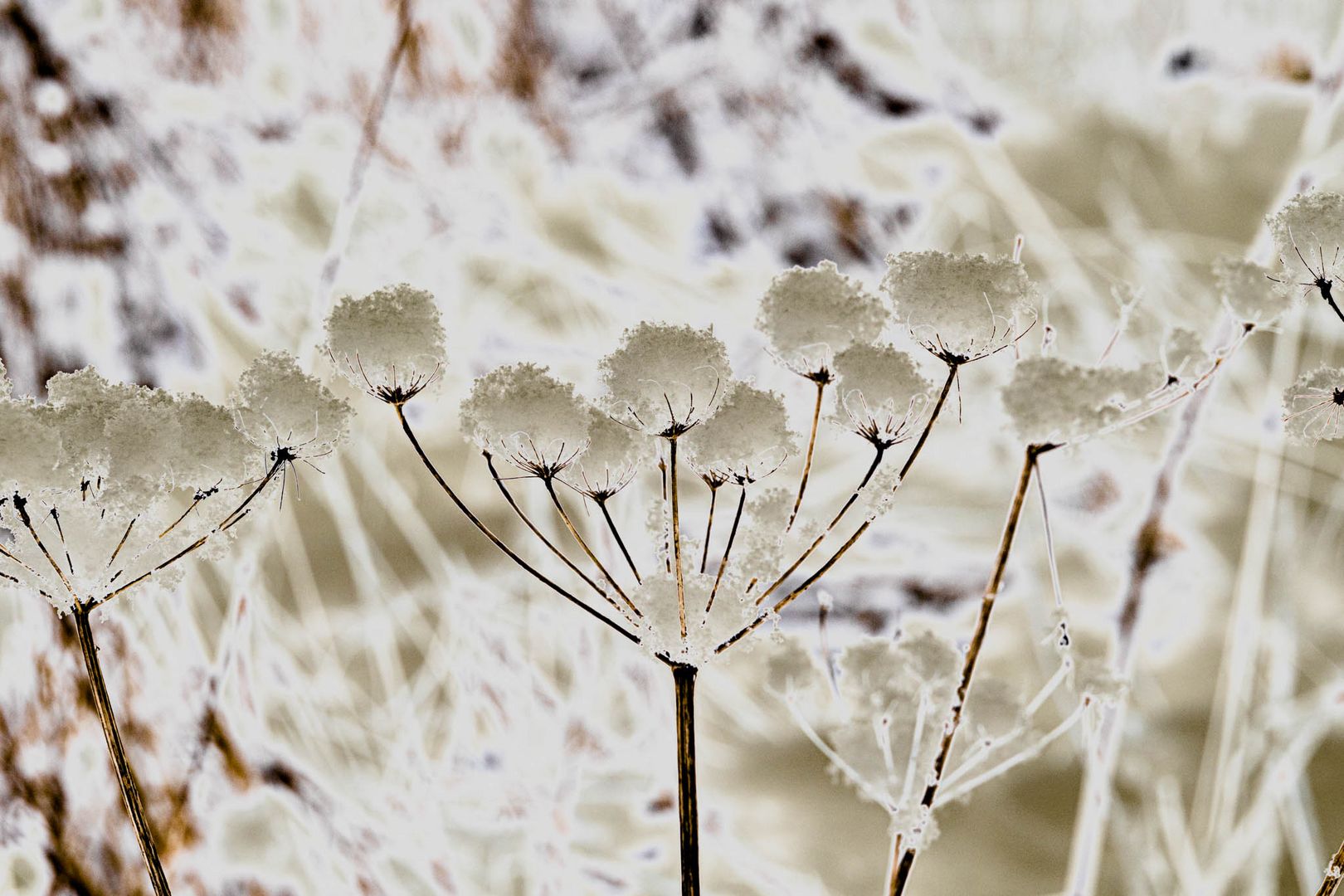 "Schneeblumen"