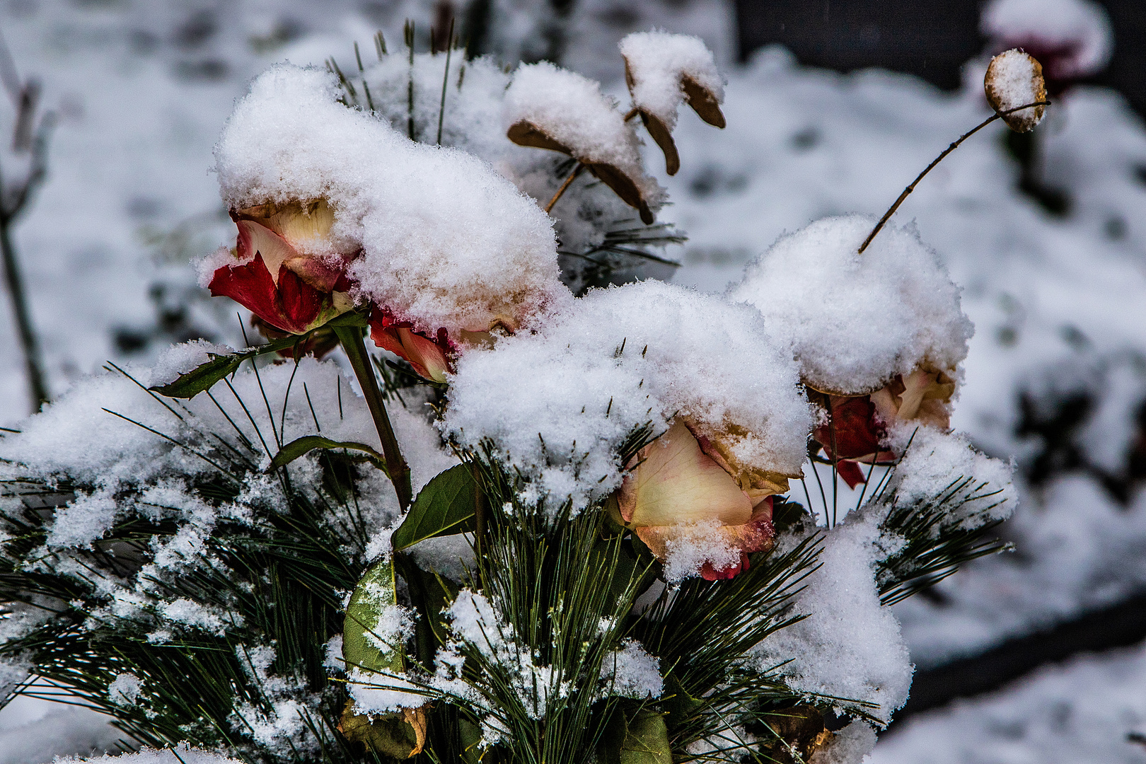 Schneeblumen