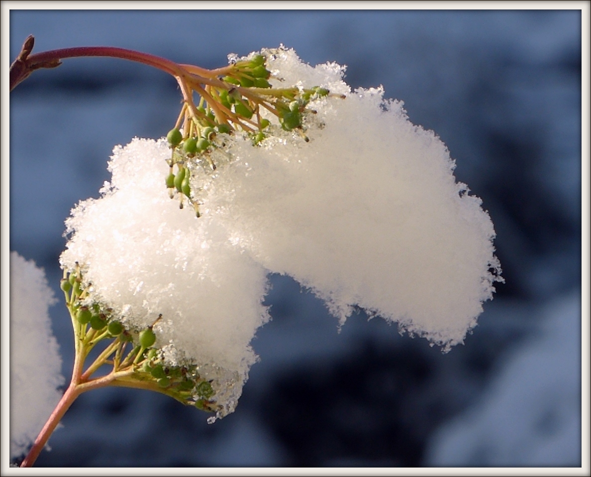 Schneeblumen