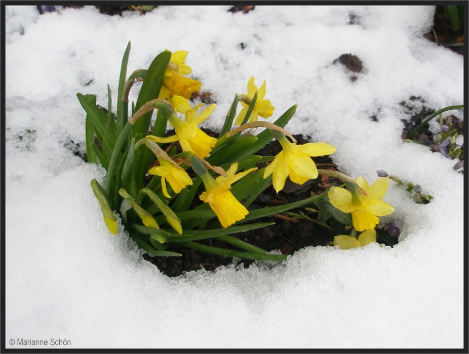 Schneeblumen...