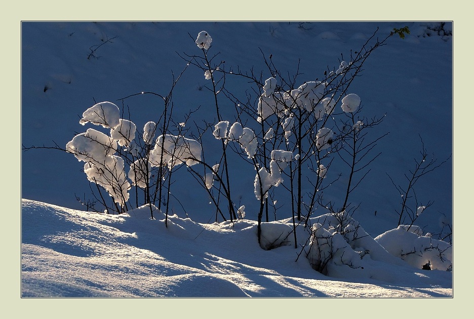 schneeblumen