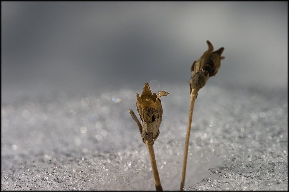 "Schneeblumen"