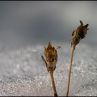 "Schneeblumen"