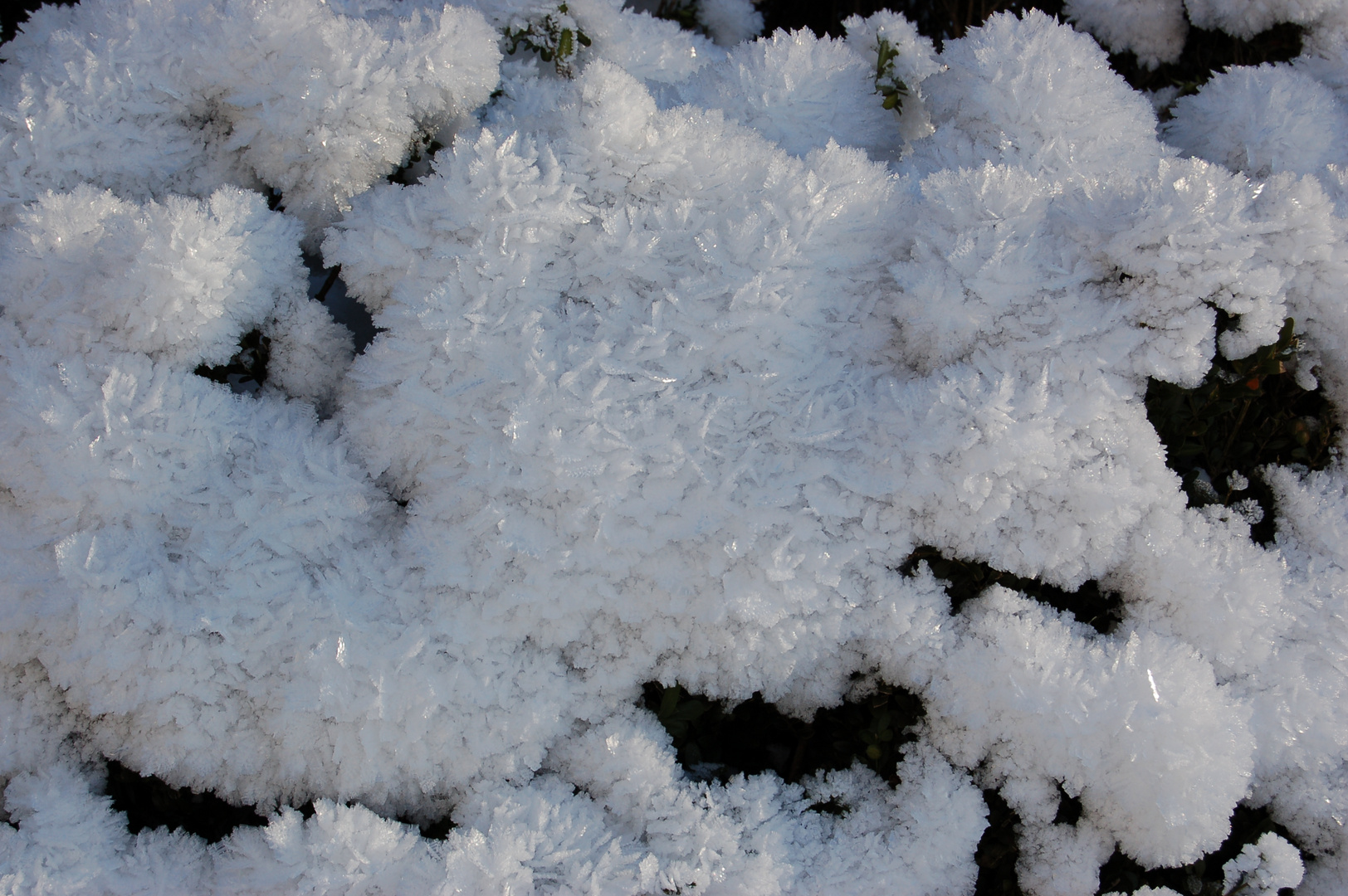 Schneeblumen