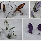 ***Schneeblumen***