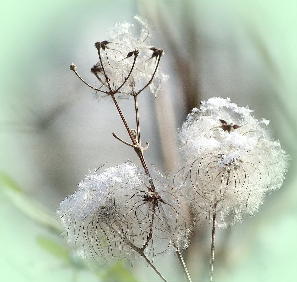 Schneeblumen