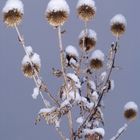 Schneeblumen