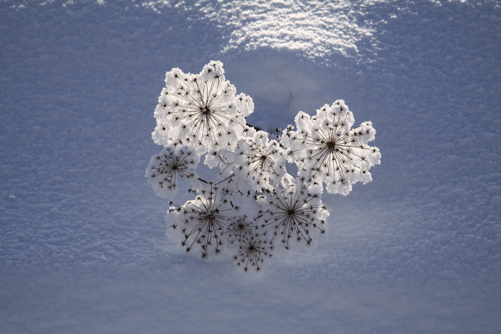 Schneeblumen