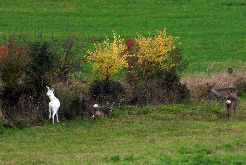 Schneeböckchen und sein Harem