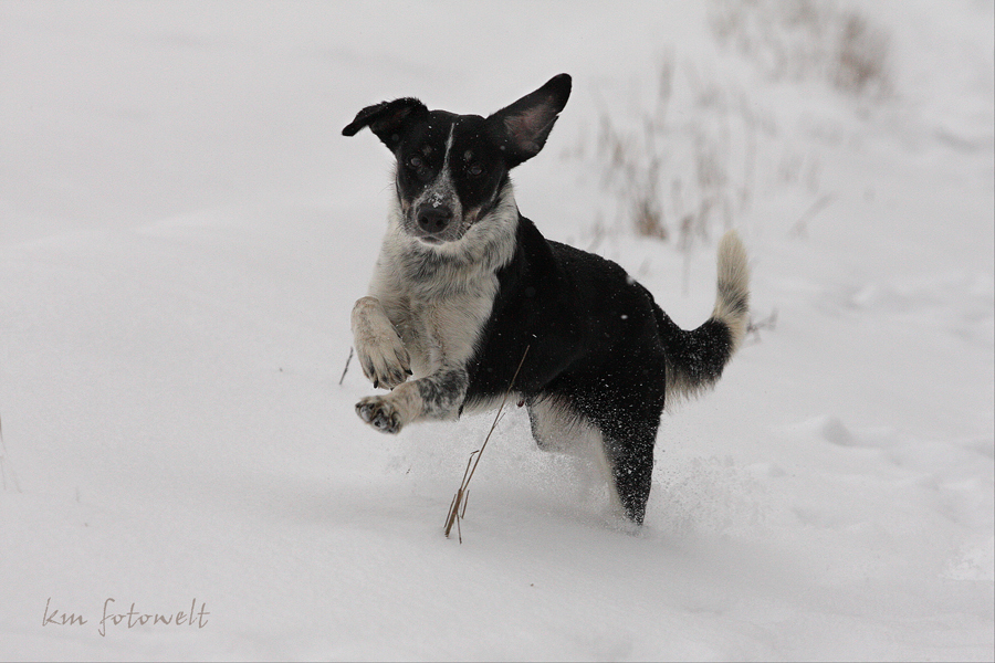 Schneeborderhase