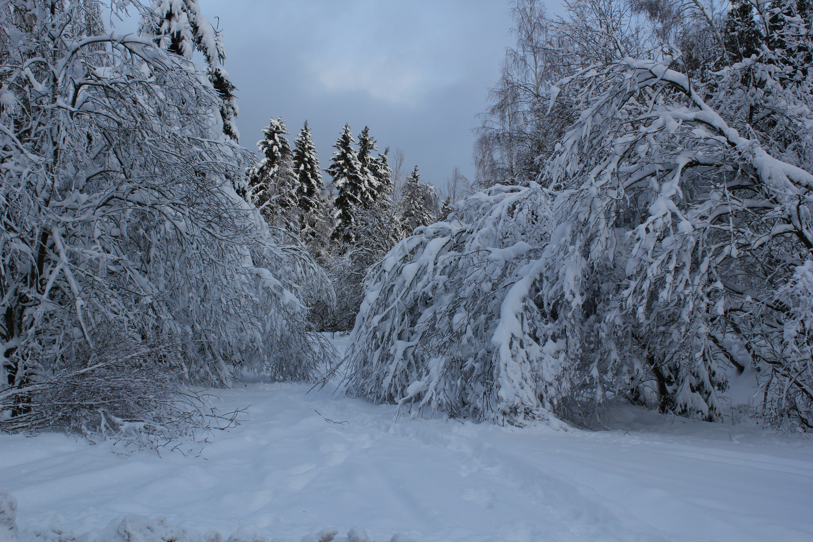 Schneebruch