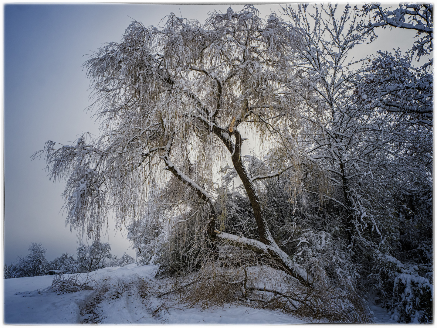 Schneebruch