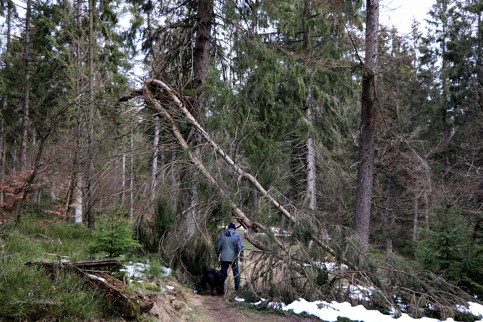 Schneebruch