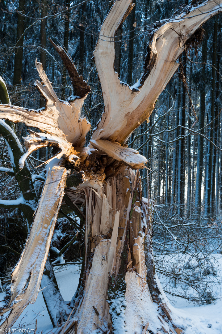 Schneebruch