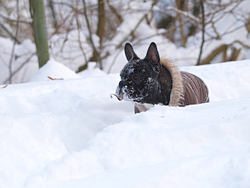 Schneebully