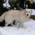 ... Schneechaos in Baden-Württemberg