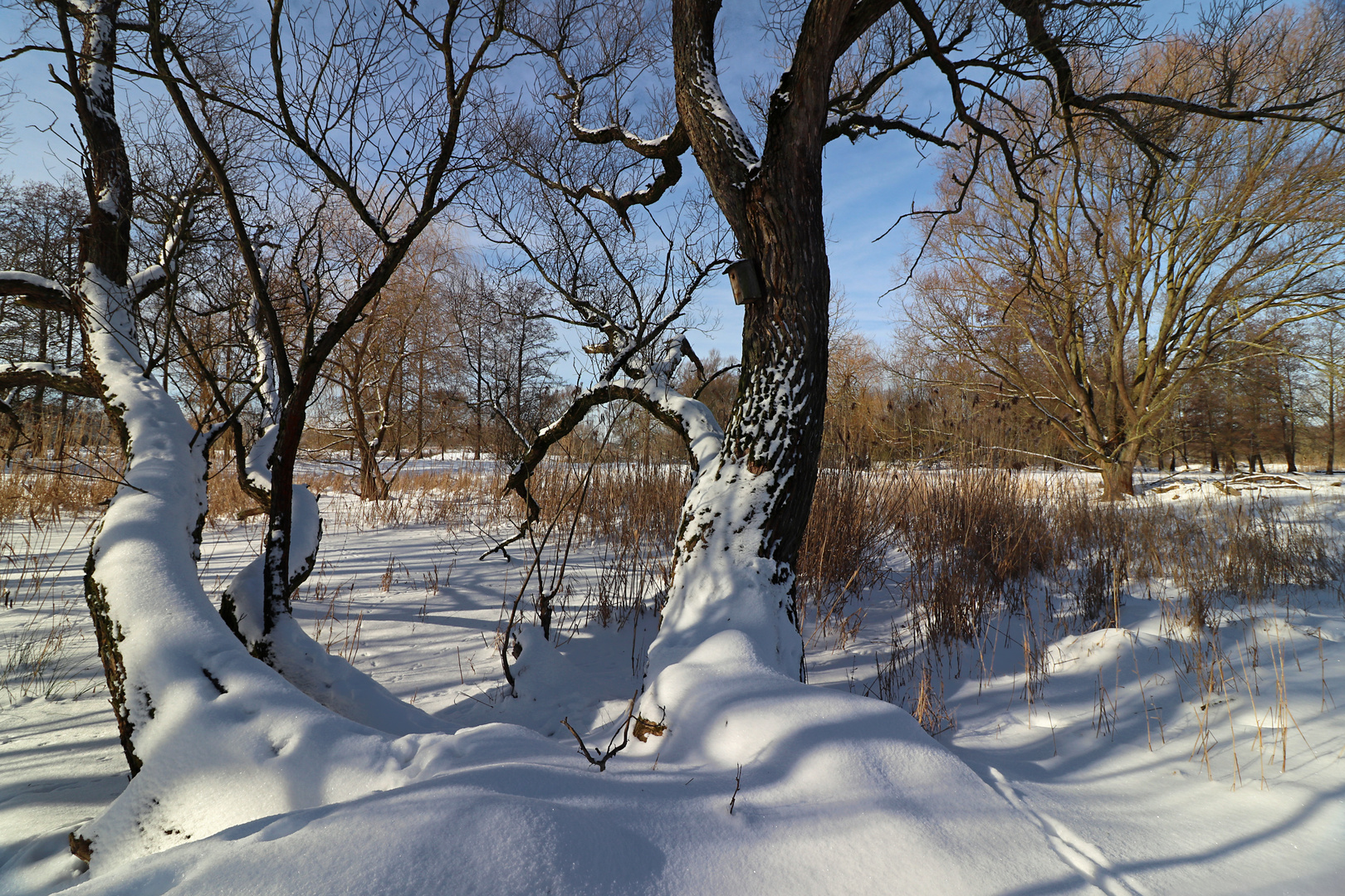 Schneedecke