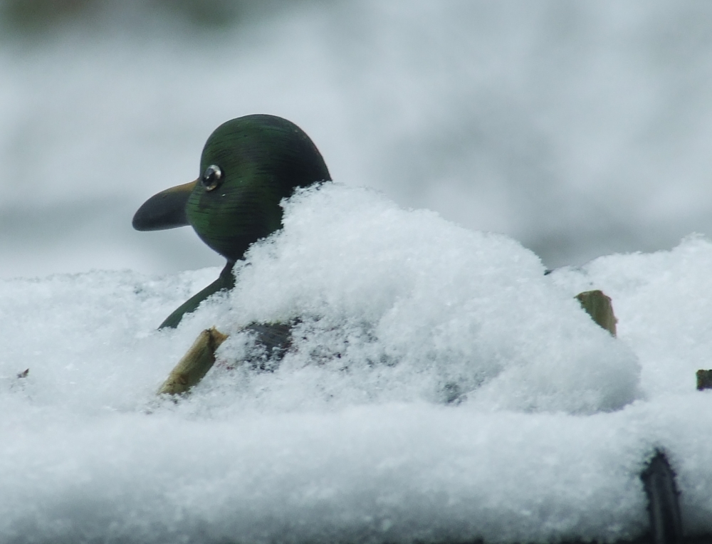 "Schneedecke"