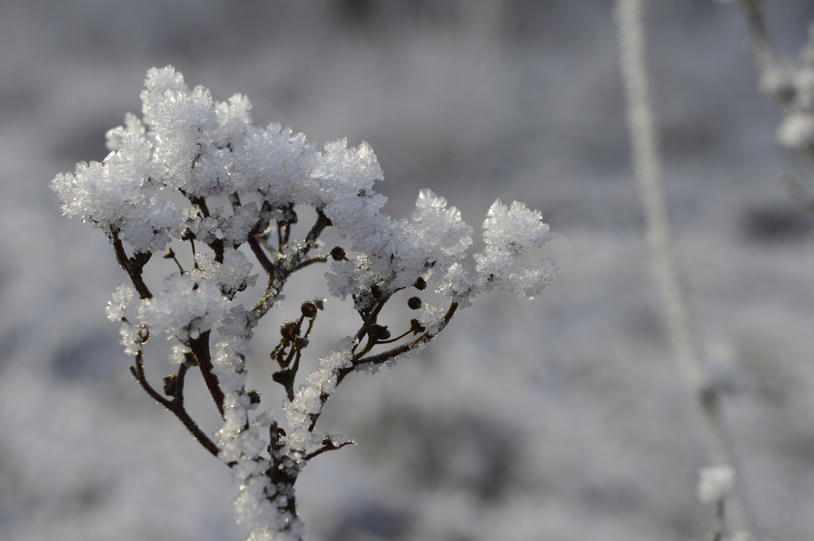 Schneedetail