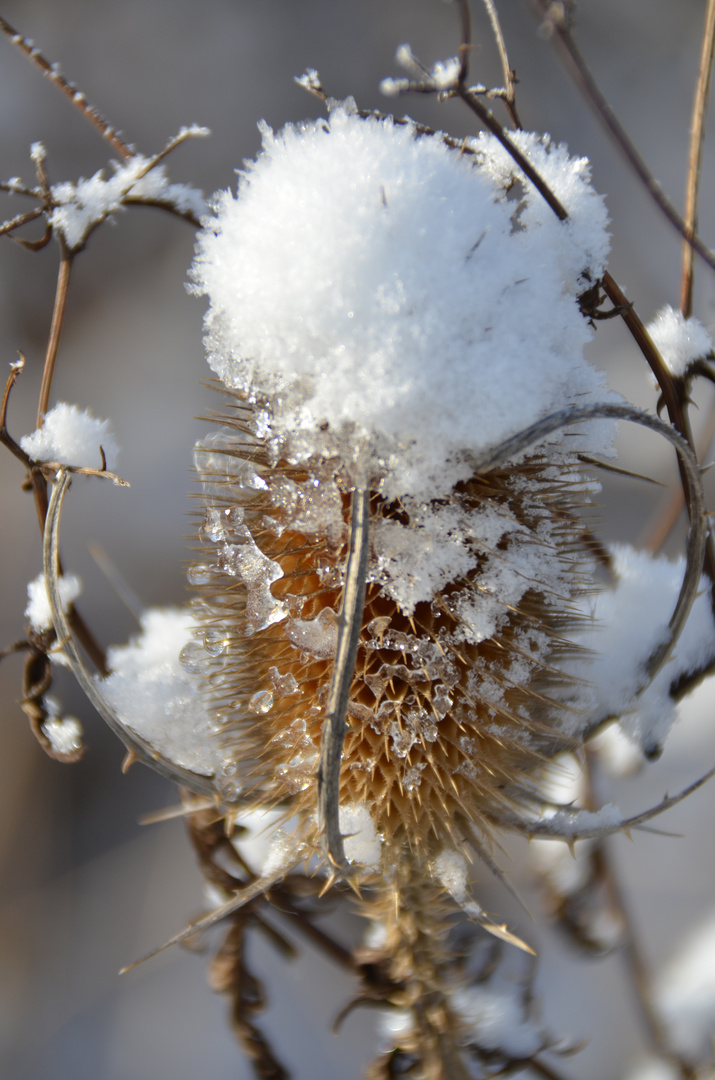 Schneedistel