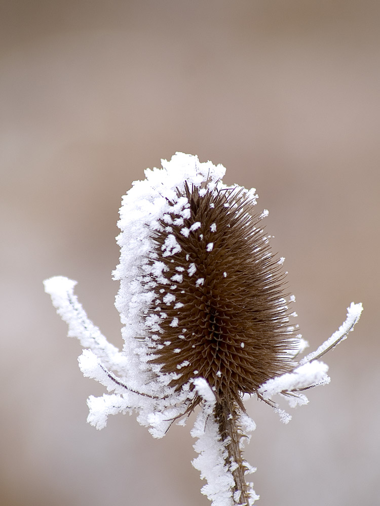 Schneedistel