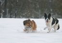 Schneeduo von Tanja Buchner 