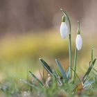 SCHNEEE-Glöckchen