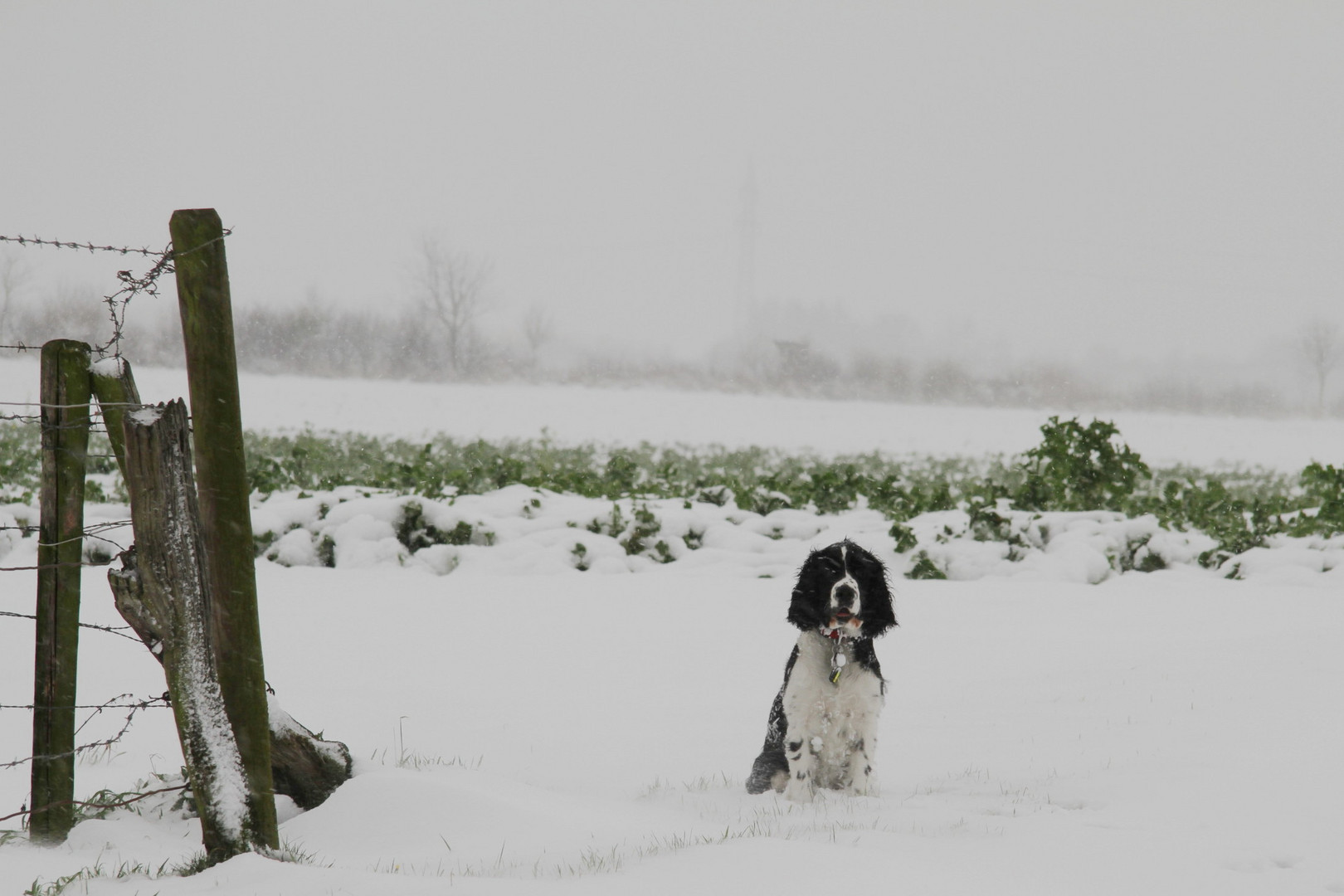 SchneeEdna