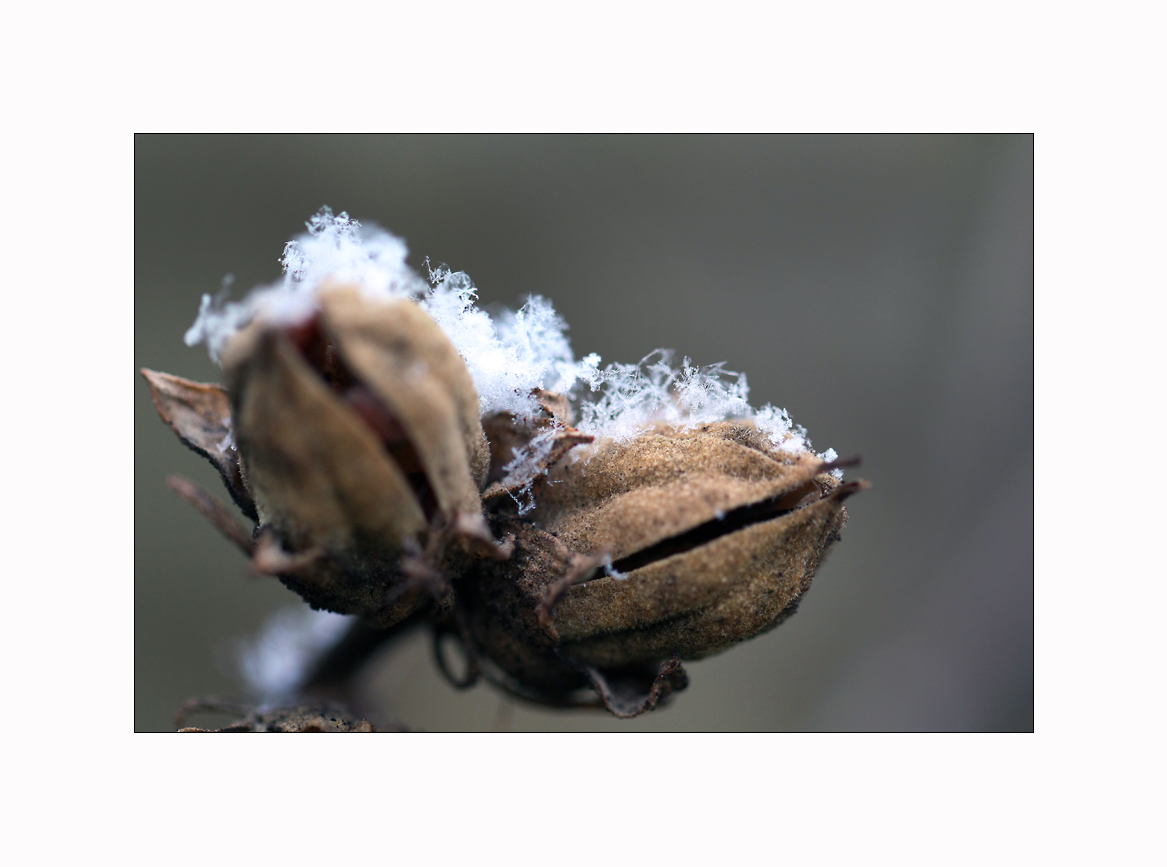 ..Schneeeeflöckchen...