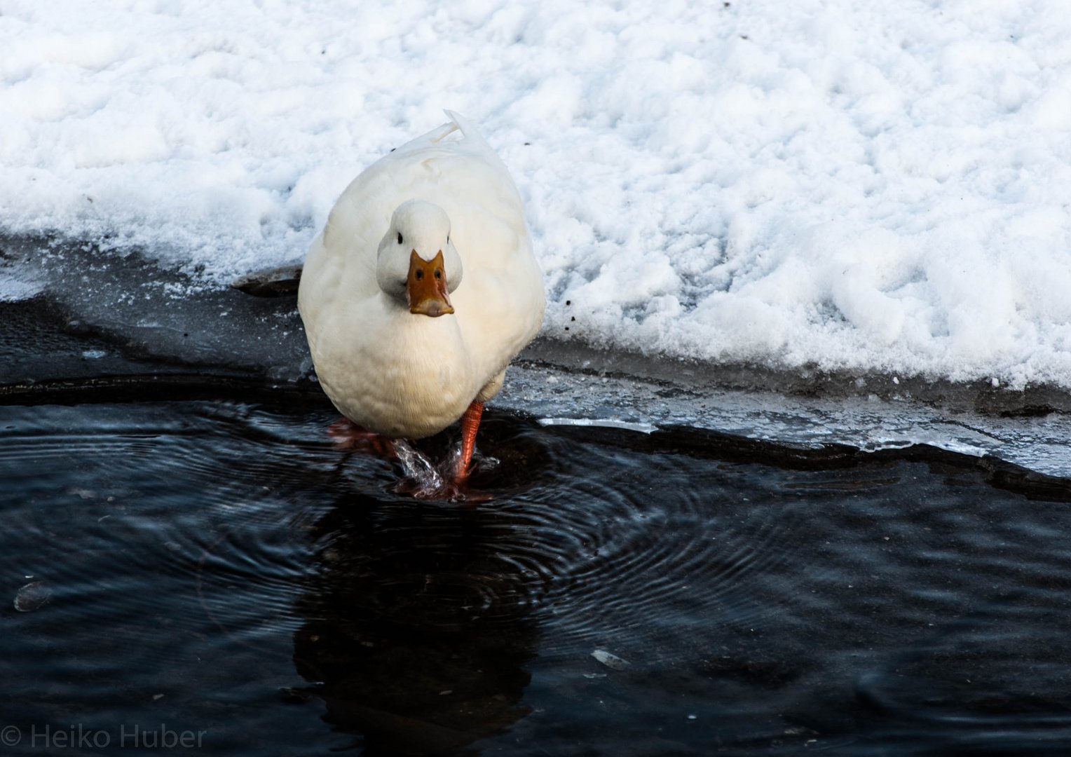 Schneeente