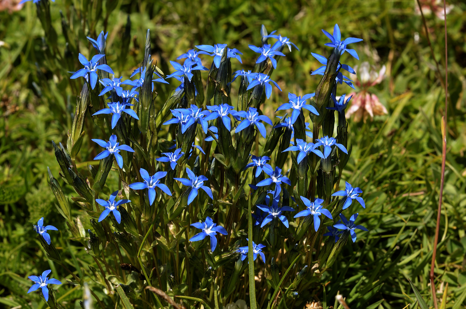 Schneeenzian - Gentiana nivalis