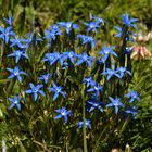 Schneeenzian - Gentiana nivalis