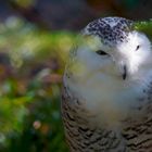 Schneeeule