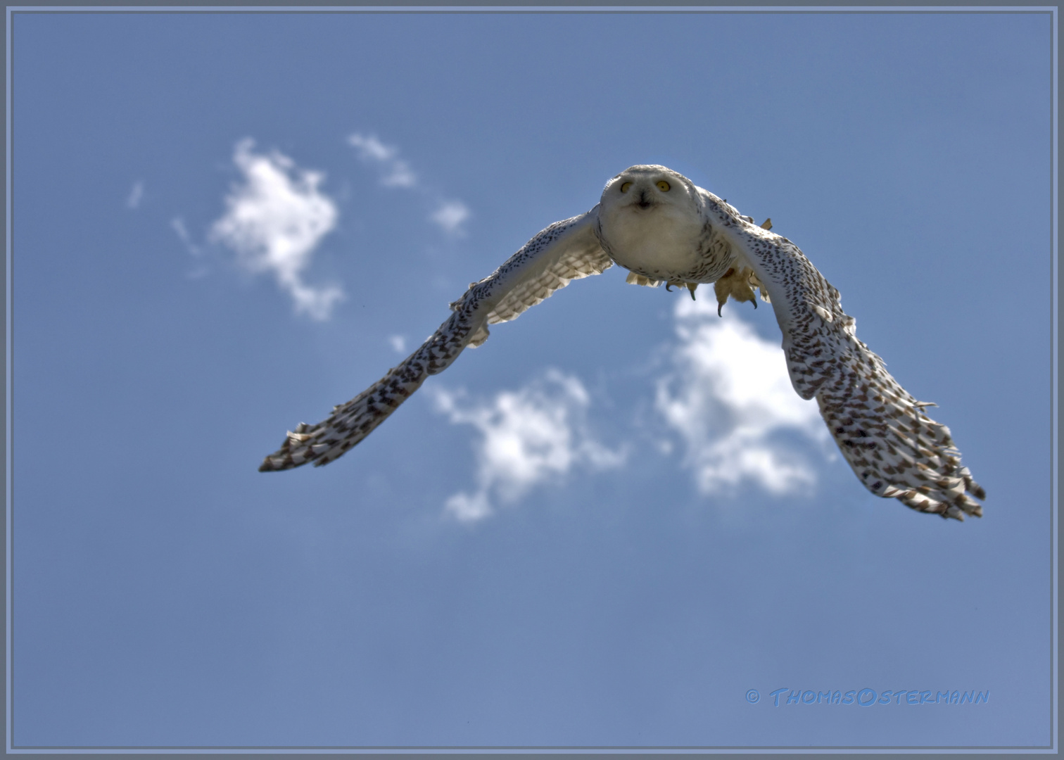 Schneeeule 2011 bei einer Vogelschau auf der Burg Landskron in Kärnten