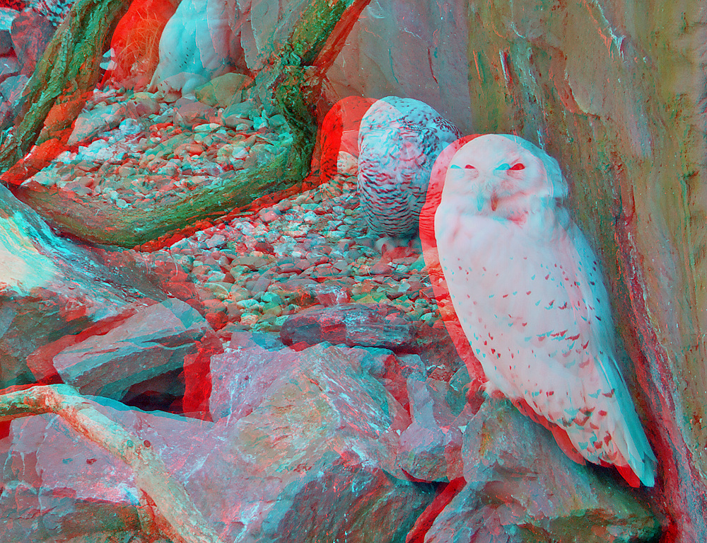 Schneeeule (3D für rot/cyan Brille)