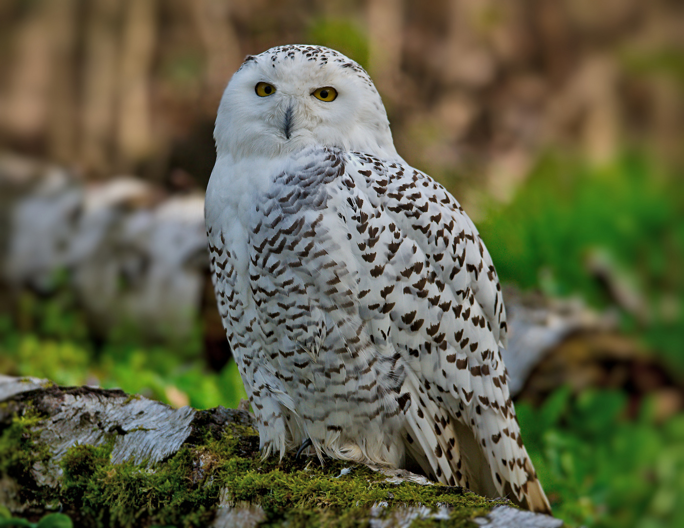 Schneeeule Foto & Bild | fotos, outdoor, natur Bilder auf fotocommunity