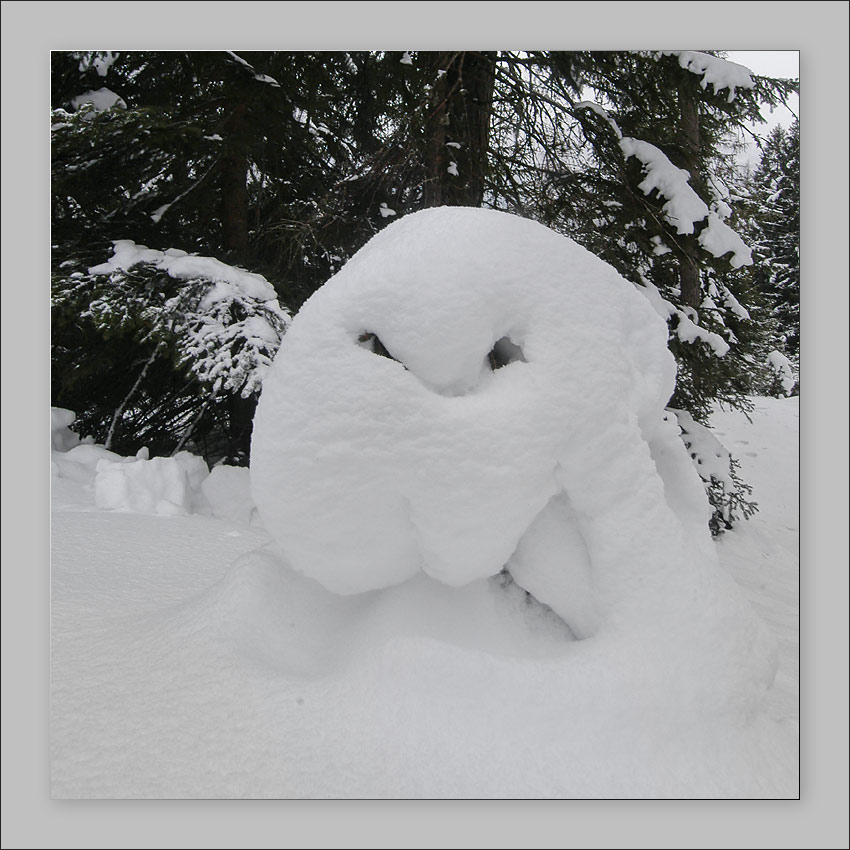 Schneeeule