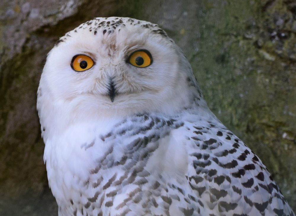 Schneeeule Foto & Bild | eule, zoo, tiere Bilder auf fotocommunity