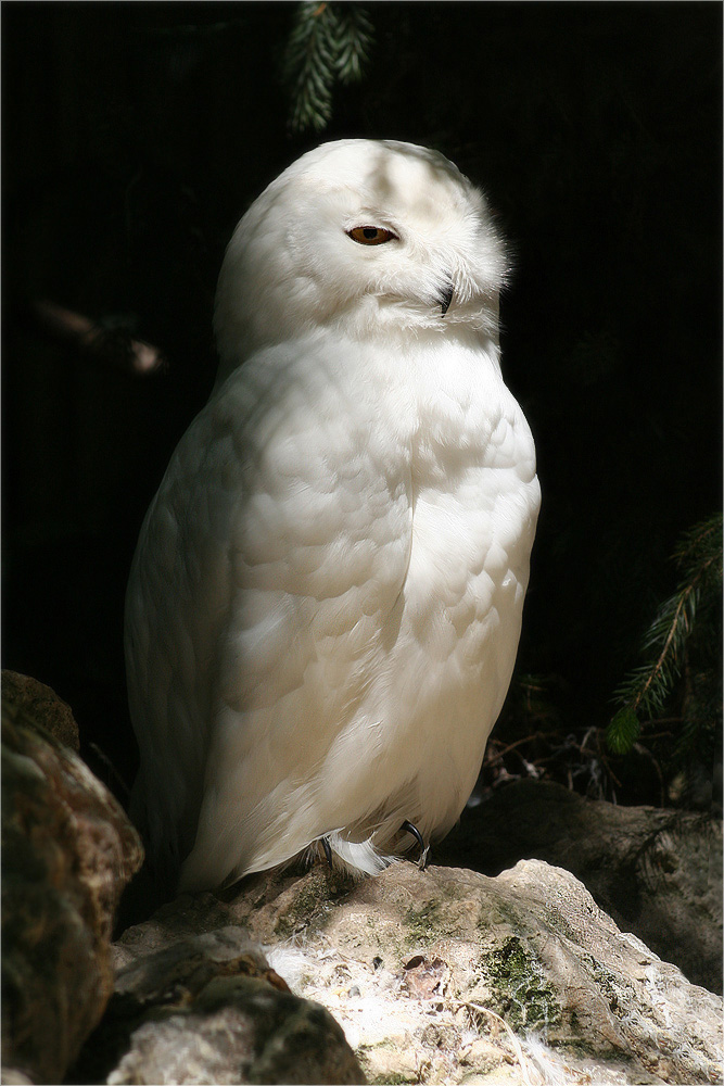 *** Schneeeule ***