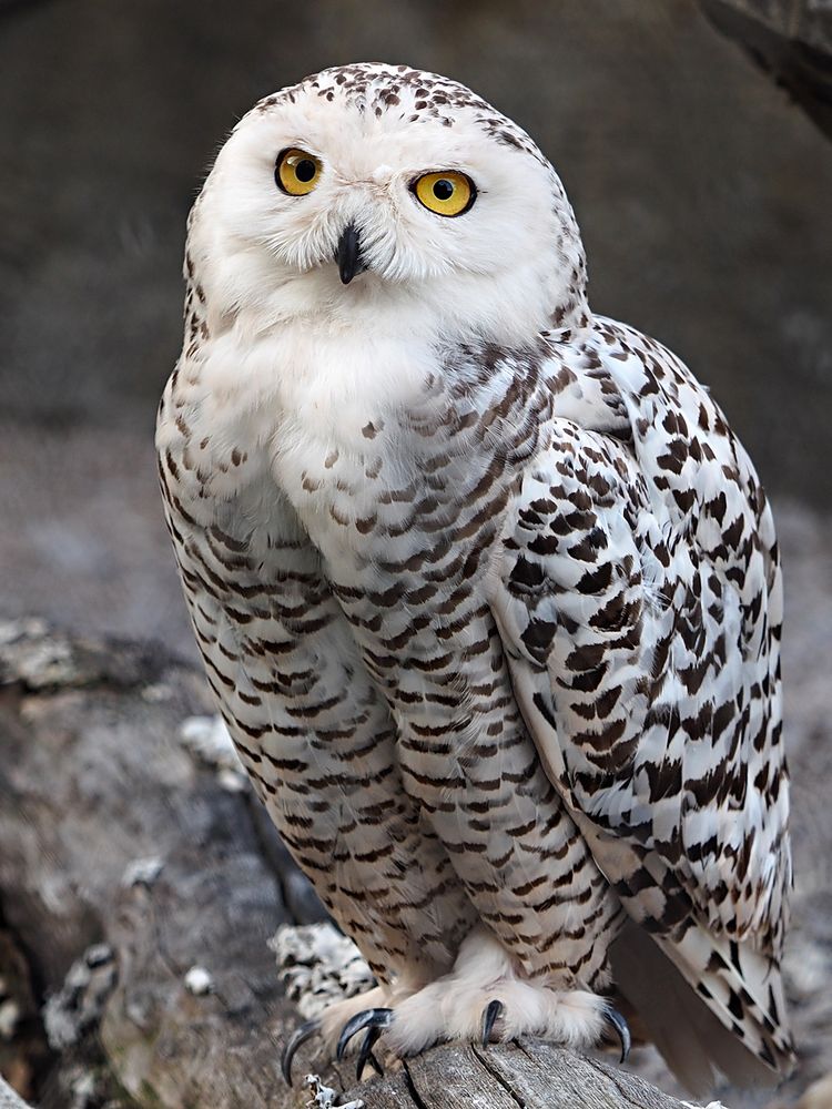 Schneeeule&hellip; Foto & Bild | tiere, zoo, wildpark & falknerei, vögel