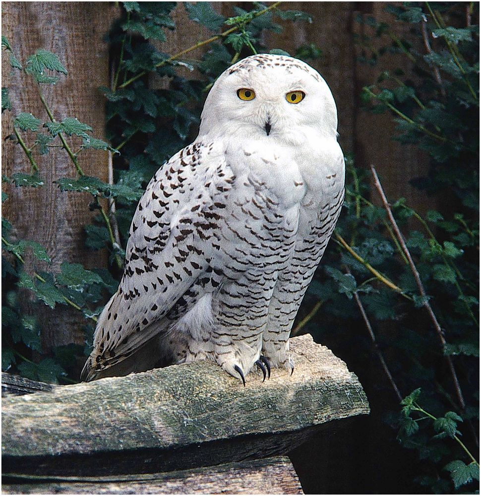 Schneeeule Foto & Bild | natur Bilder auf fotocommunity