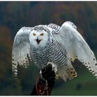 SCHNEEEULE auf der Hand des Falkners