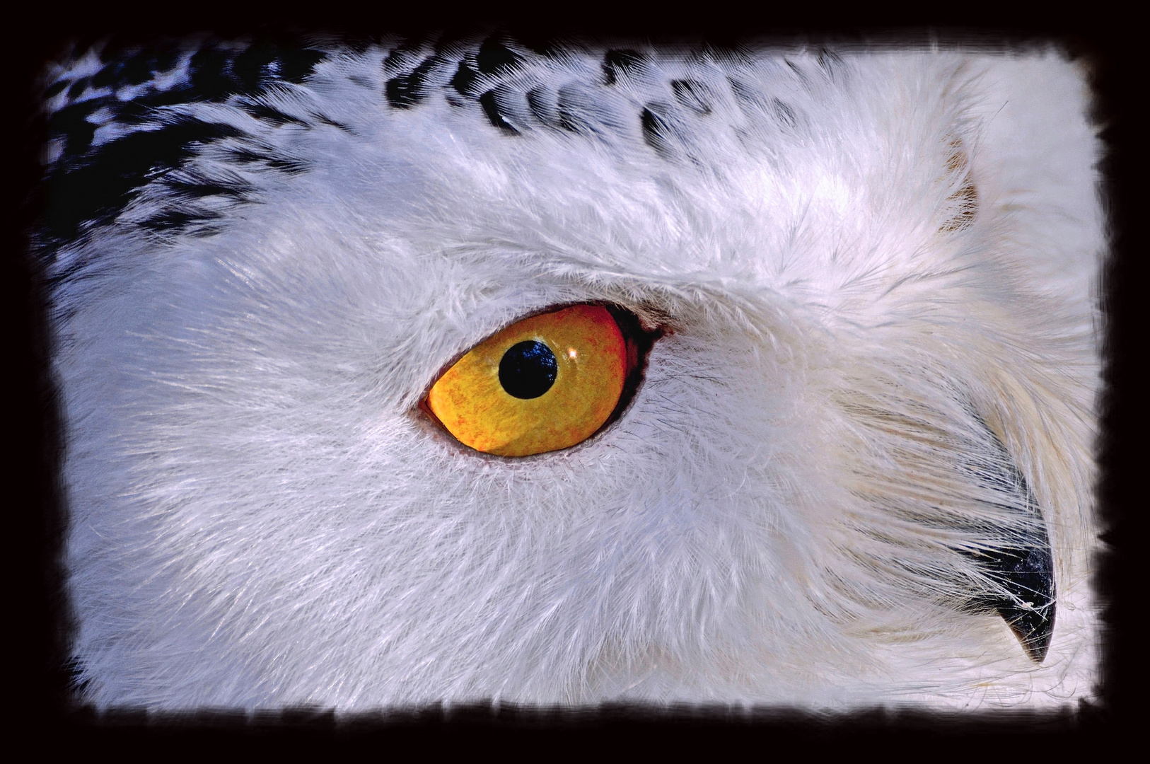 Schneeeule, Aufgenommen im Wildpark Schweinfurt