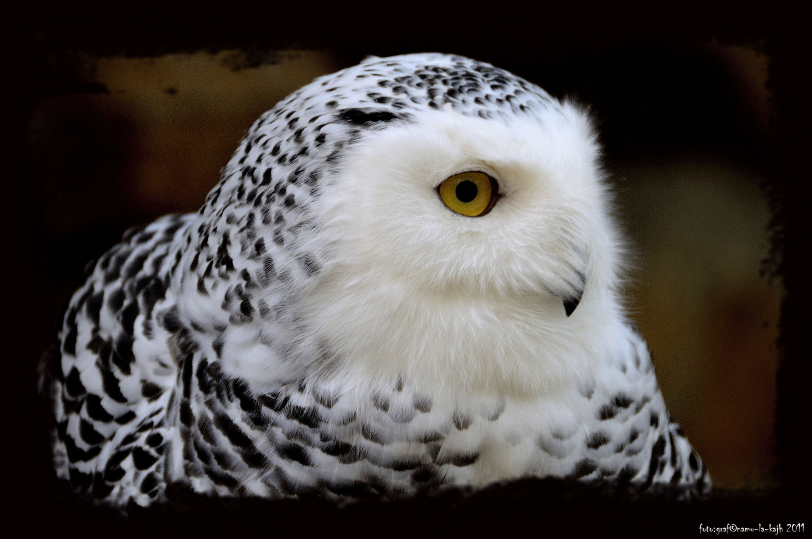 Schneeeule, Aufgenommen im Wildpark Schweinfurt